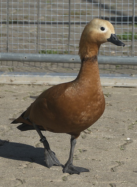 与其他球队